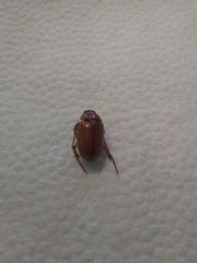 Cyclocephala pasadenae