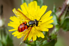Chrysotoxum triarcuatum