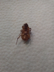 Cyclocephala pasadenae