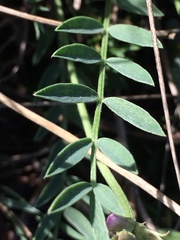 Astragalus laxmannii robustior