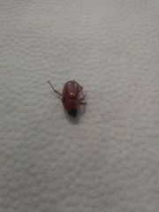 Cyclocephala pasadenae