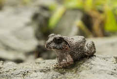 Sphaerotheca dobsonii