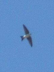 Delichon urbicum urbicum