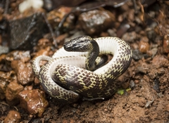 Lycodon travancoricus