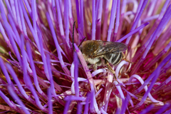 Tetraloniella hohmanni