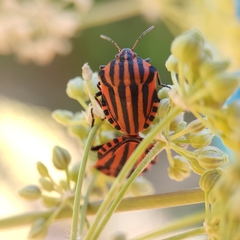 Graphosoma italicum italicum
