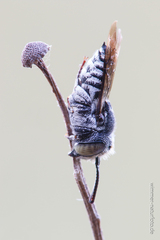 Coelioxys afer