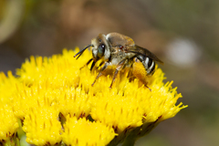 Tetraloniella hohmanni