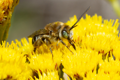 Tetraloniella hohmanni