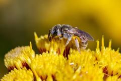 Halictus concinnus