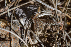 Spogostylum trinotatum