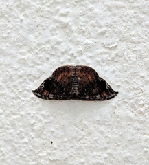 Paralbara watsoni