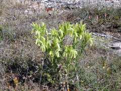 Onosma tricerosperma