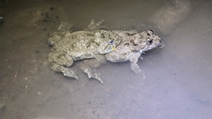 Bombina variegata variegata