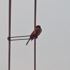 Passer montanus