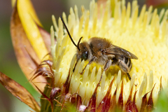 Tetraloniella hohmanni