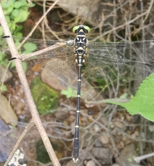 Stylogomphus tantulus