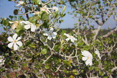 Gardenia saxatilis