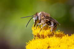 Tetraloniella hohmanni