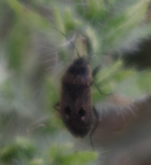 Graptopeltus lynceus