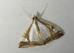 Agrioglypta eurytusalis