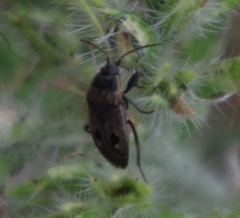 Graptopeltus lynceus