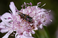 Pseudoanthidium canariense