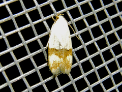 Odites kollarella