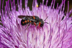 Pseudoanthidium canariense