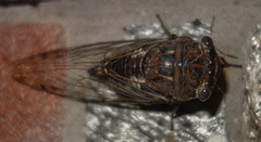 Megatibicen resonans