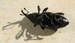 Sphenophorus abbreviatus