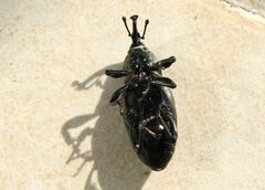 Sphenophorus abbreviatus