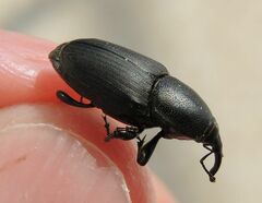 Sphenophorus abbreviatus