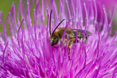 Tetraloniella hohmanni