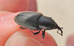 Sphenophorus abbreviatus