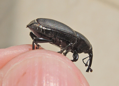 Sphenophorus abbreviatus