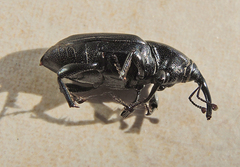 Sphenophorus abbreviatus