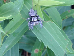 Phidippus carolinensis