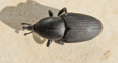 Sphenophorus abbreviatus