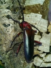 Stenaspis solitaria