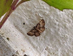 Nigriblephara radula