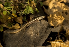 Eutropis carinata