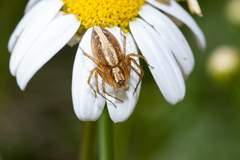 Oxyopes kraepelinorum
