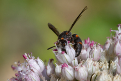 Ancistrocerus haematodes