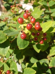 Hypericum androsaemum