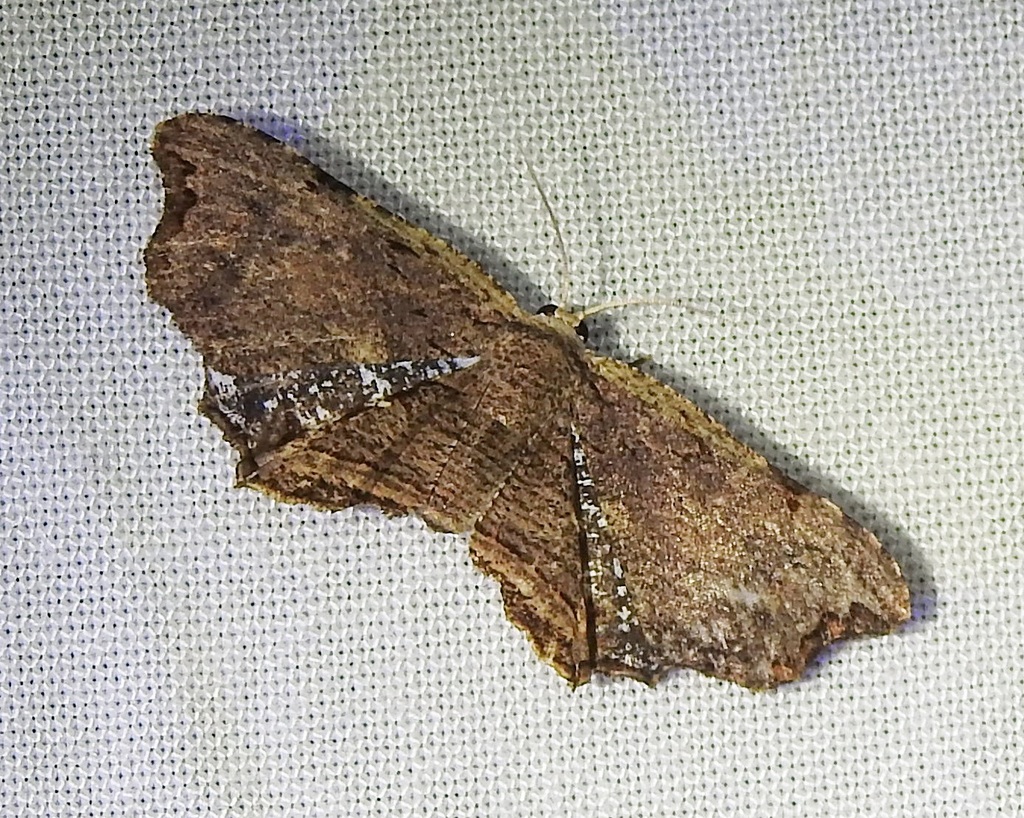 Epiplema coeruleotincta