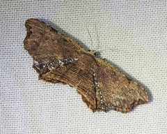 Epiplema coeruleotincta