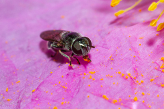 Heringia adpropinquans