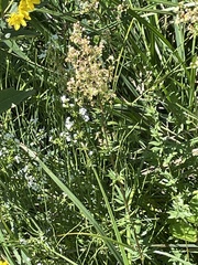 Thalictrum simplex simplex