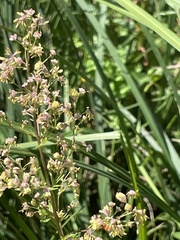 Thalictrum simplex simplex